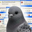 Hope To This Pigeon Wallet