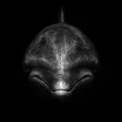 The Dolphin-Wallet