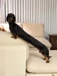 Monedero de The Longest Wiener