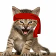 Red Kitten Crew Wallet