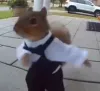 Dancing Squirrel