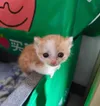 감자