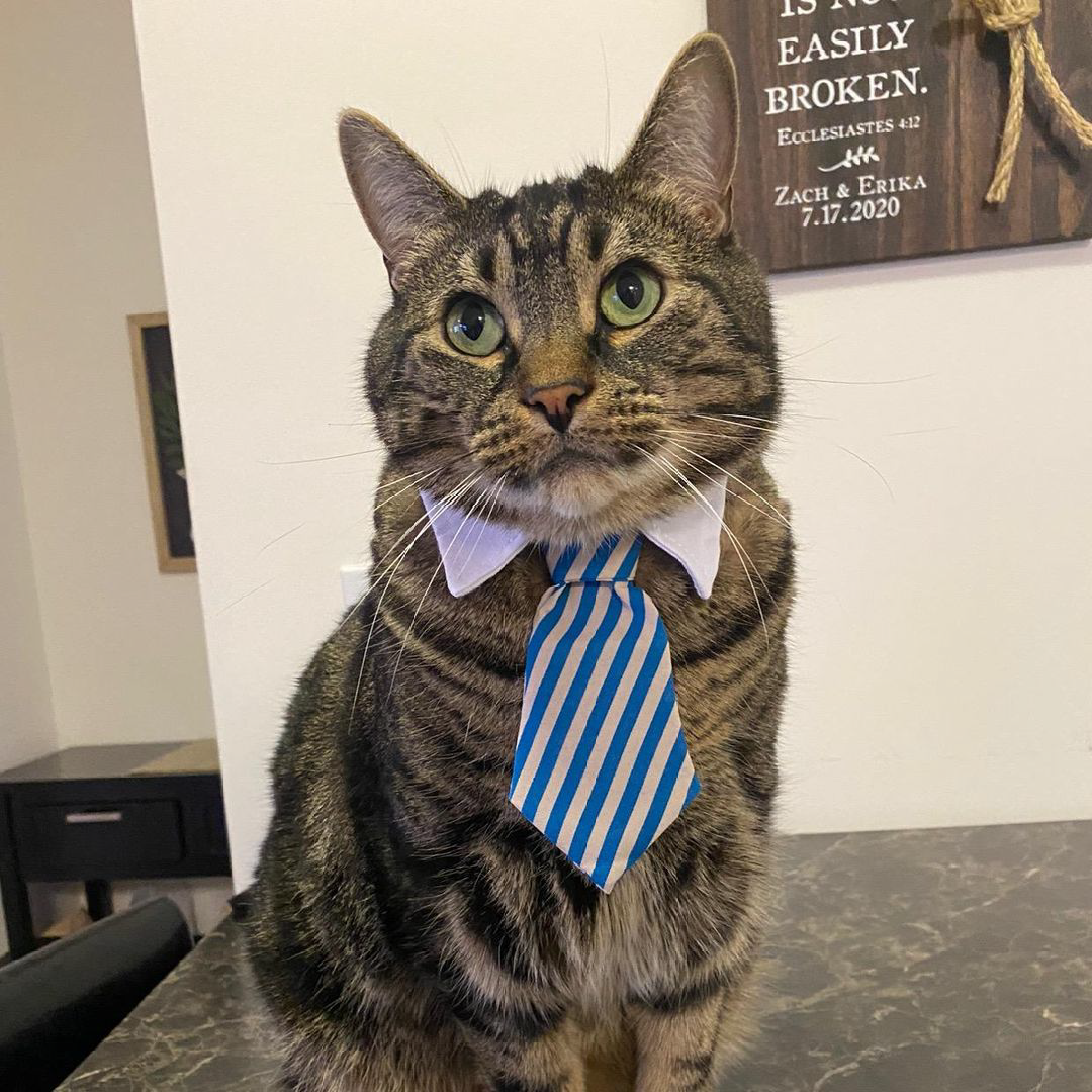 Milo The Chonky Cat