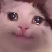 Pain Cat Wallet