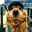 Hot Dog Wif Hat Wallet