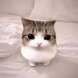 Meowpin 钱包
