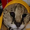 Help Save Pouncer