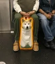Dog in Bag-Wallet