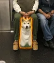 Dog in Bag-Wallet
