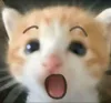 死对头小猫