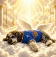 Justice for Jamison the Doodle 钱包