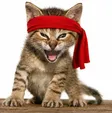 Rambo Kitten Wallet
