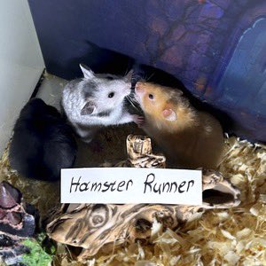 $HAMSTERUN