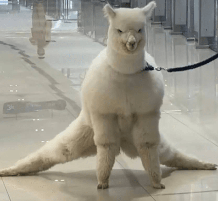 Falling Alpaca