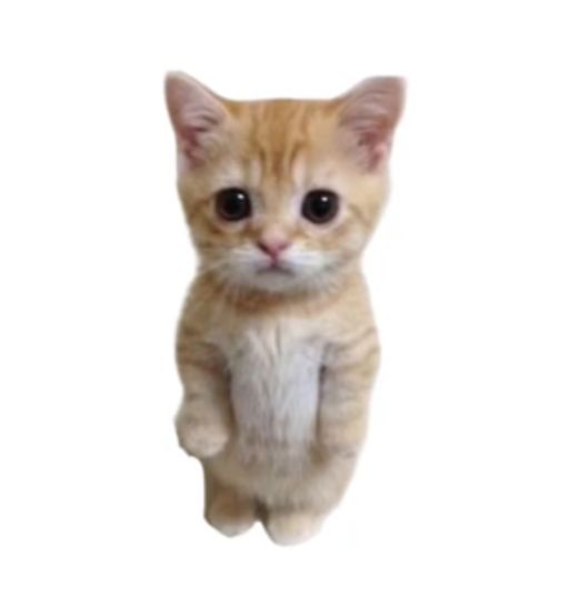 PHDKITTY