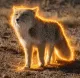 藏狐