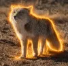 Tibetan Fox