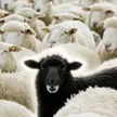 The Black Sheep Wallet