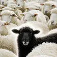 The Black Sheepウォレット