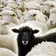 BlackSheep