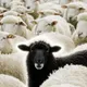 BLACKSHEEP
