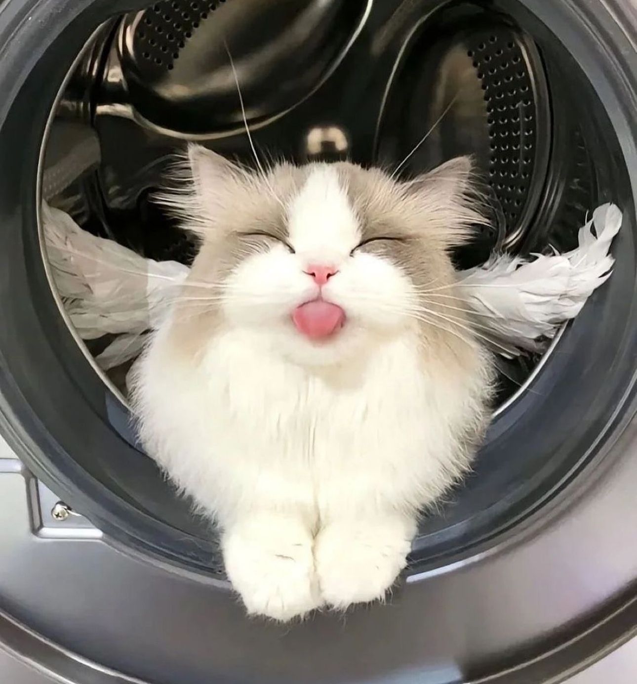 PAWGEL