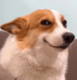 #DOG