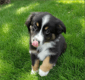 Pepper the aussie pup