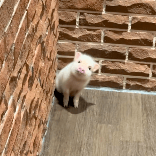 TOM