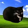 Maxwell the Cat