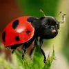 Ladypug