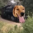 traindog 钱包