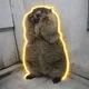 MARMOT