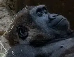 The evolving Gorilla 钱包