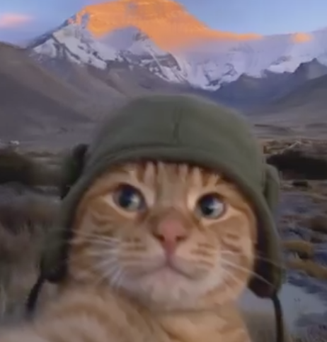 warrior cat