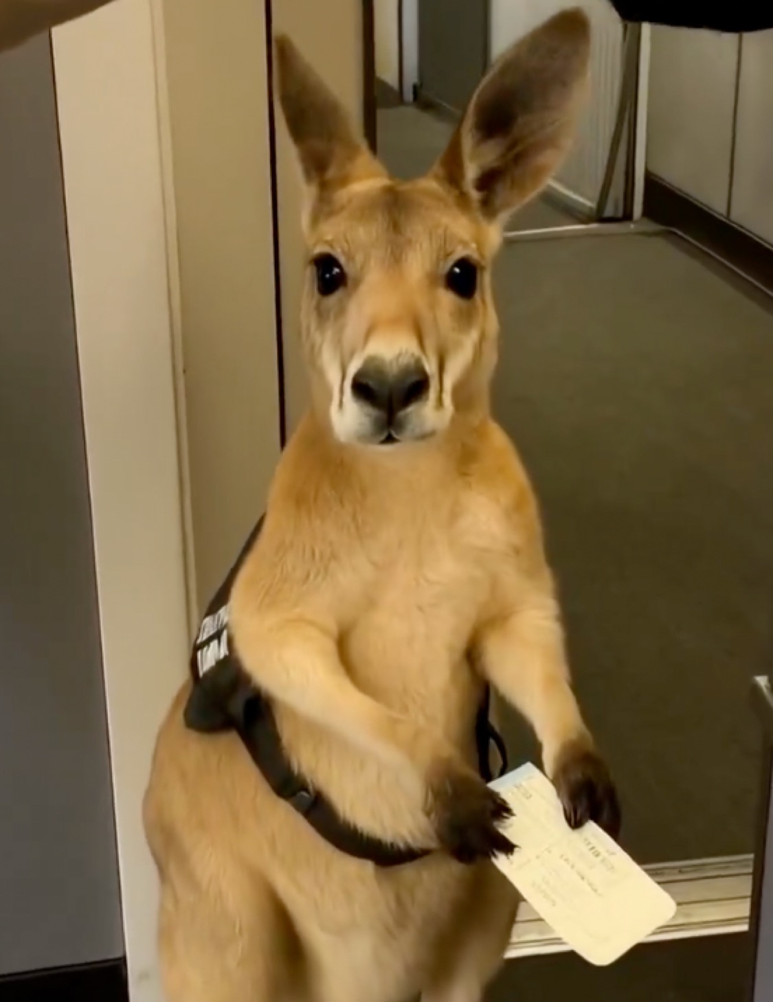 Passenger kangaroo