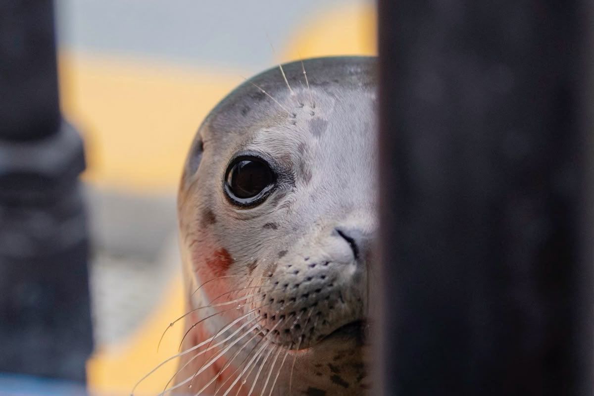 sus seal