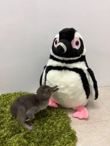 じんべえ 钱包