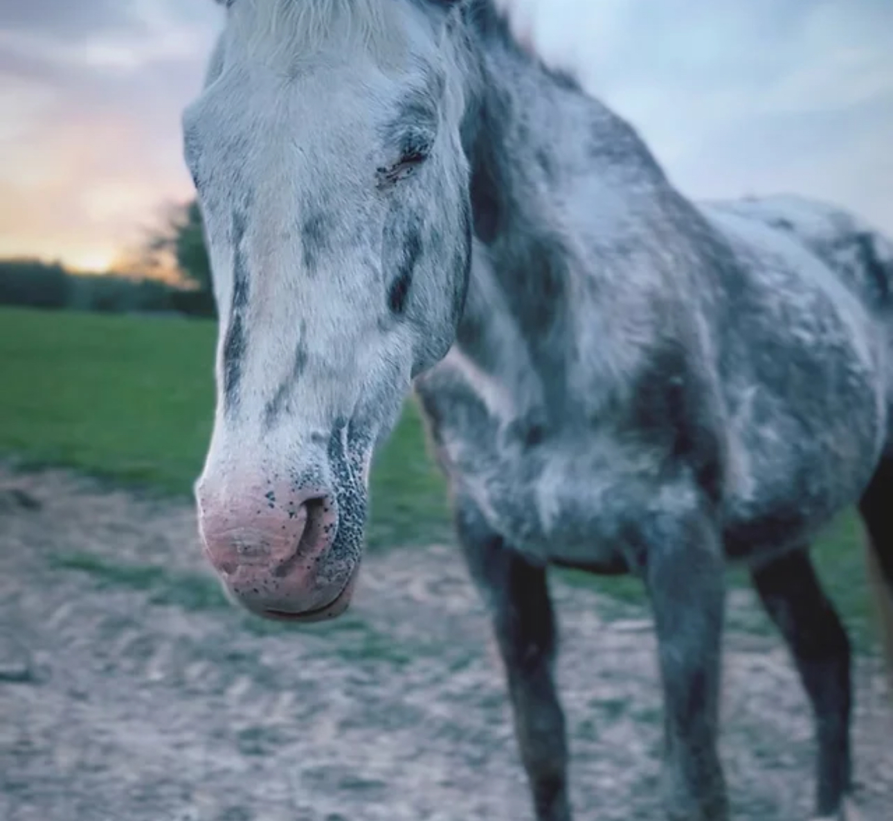 CHEYENNE