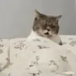 Monedero de Jerking cat