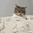 Monedero de Jerking cat