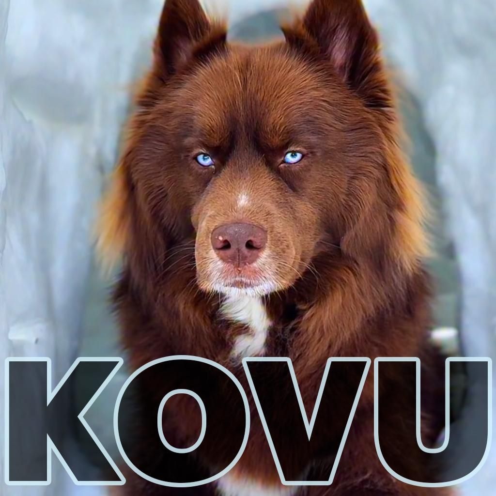 KOVU