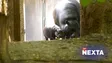 ‌Ví Pygmy Hippo Baby