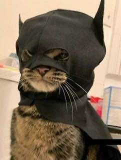 BATCAT