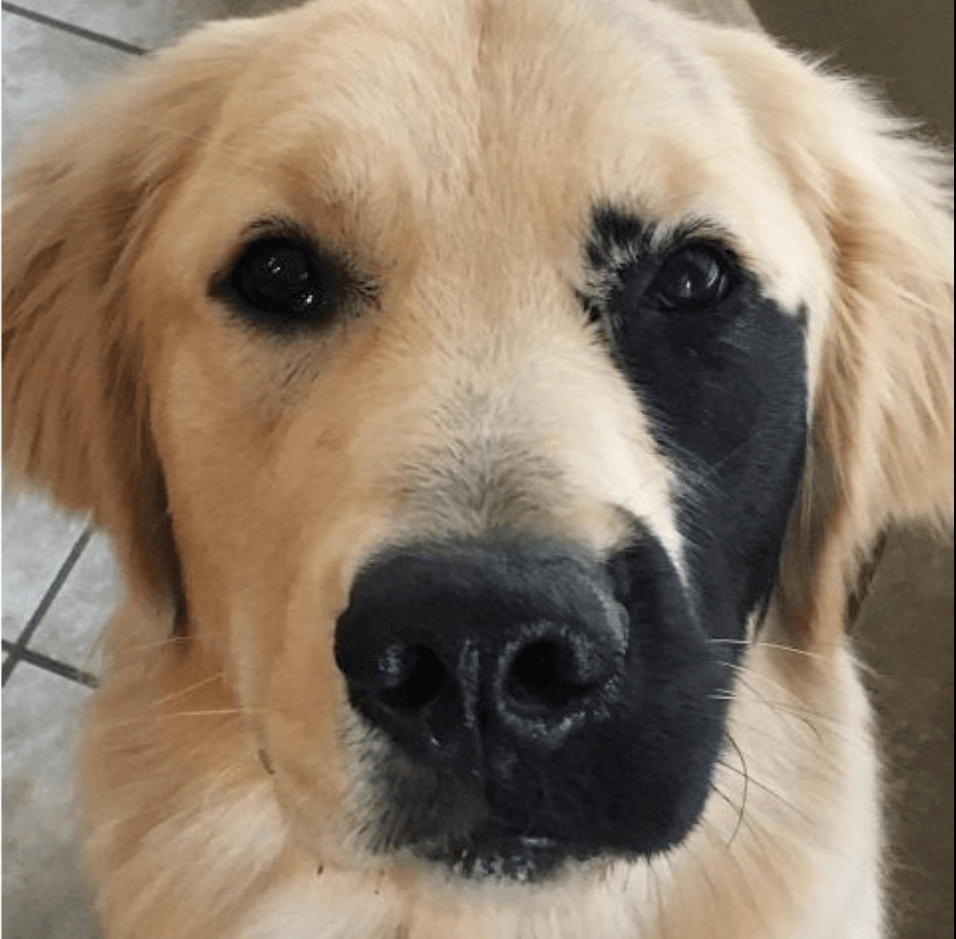 ENZO