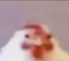 greg the low quality chicken