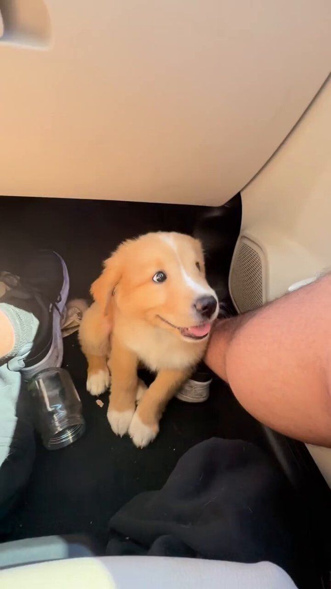 BISCUIT
