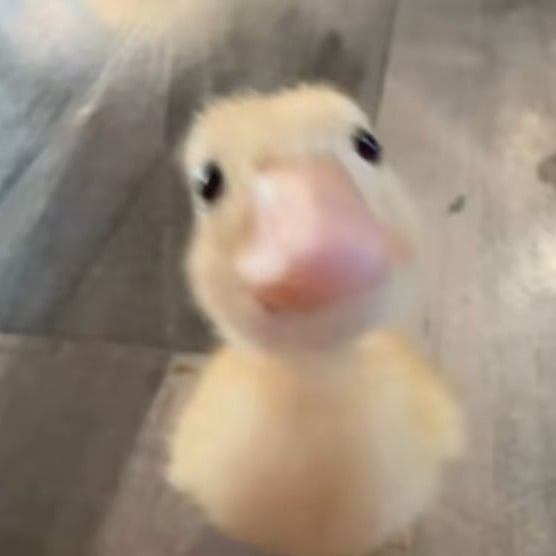 QUACK