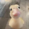 chip