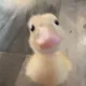 QUACK